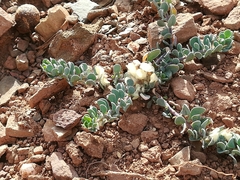 Telephium imperati