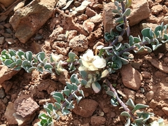 Telephium imperati