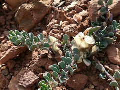 Telephium imperati