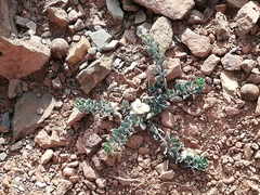Telephium imperati