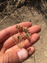 Lomatium simplex