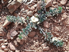 Telephium imperati