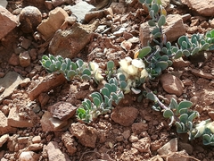 Telephium imperati