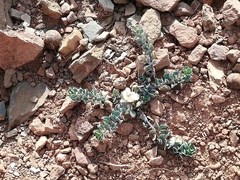 Telephium imperati