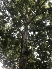 Platanus occidentalis