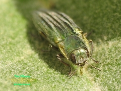 Agrilus sulcatulus