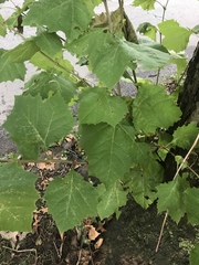 Platanus occidentalis