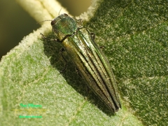 Agrilus sulcatulus