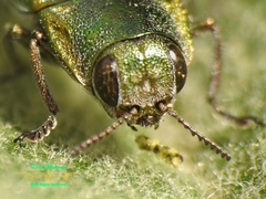 Agrilus sulcatulus
