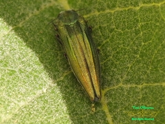 Agrilus sulcatulus
