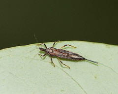 Idolothrips spectrum