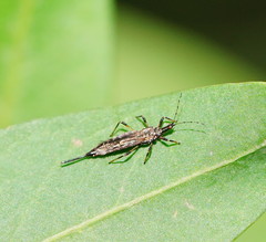 Idolothrips spectrum