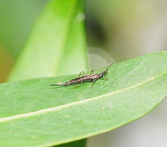 Idolothrips spectrum