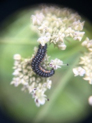 Depressaria daucella