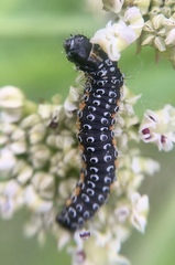 Depressaria daucella