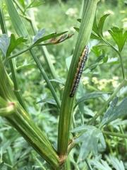 Depressaria daucella