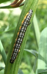 Depressaria daucella