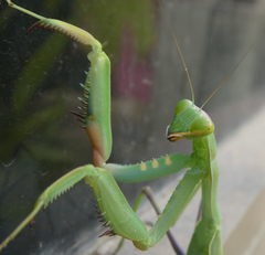 Sphodromantis viridis