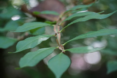 Euonymus alatus