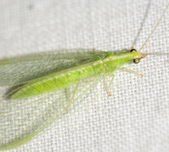 Chrysoperla pudica-group