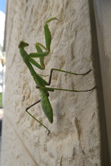 Sphodromantis viridis