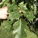 Quercus rubra ambigua - Photo no hay derechos reservados, subido por Alan Weakley