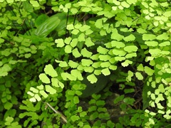 Adiantum braunii