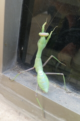 Sphodromantis viridis