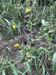 Grindelia adenodonta