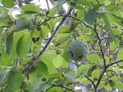 Annona macroprophyllata