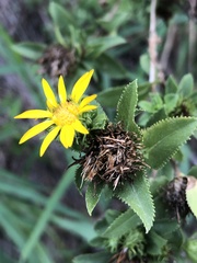 Grindelia adenodonta