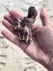 Megabalanus tintinnabulum