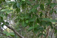Mandevilla subsessilis