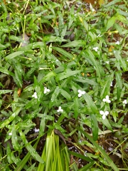 Murdannia keisak