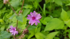 Mirabilis violacea