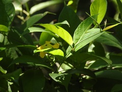 Mandevilla subsessilis