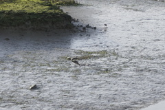 Limosa