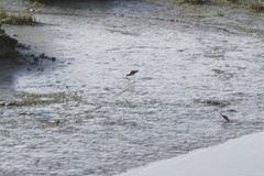 Limosa