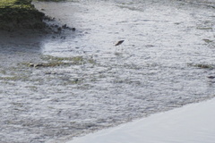 Limosa