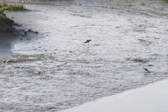 Limosa