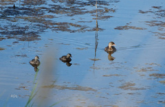 Tachybaptus dominicus