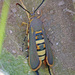 Melittia gloriosa - Photo (c) Jerry Oldenettel,  זכויות יוצרים חלקיות (CC BY-NC-SA)