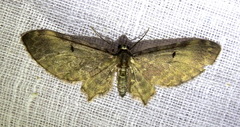 Brabira atkinsonii
