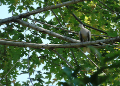 Streptopelia decaocto