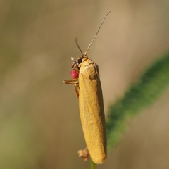 Eilema lutarella