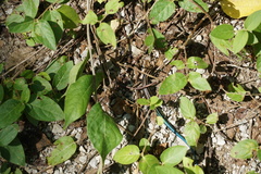 Plestiodon fasciatus