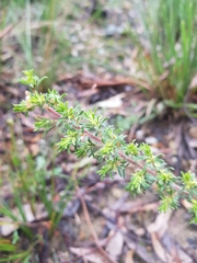 Pultenaea hispidula