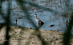 Himantopus mexicanus