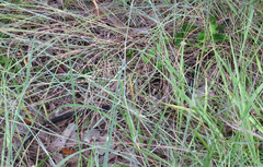 Coluber constrictor image