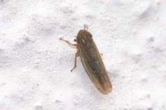 Psammotettix confinis